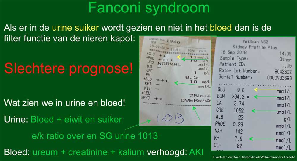 Konijn met een nierfalen en Fanconi syndroom